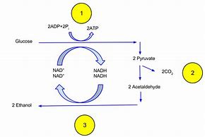 Image result for Enzyme Fermentation