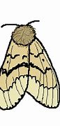 Image result for Moth HD