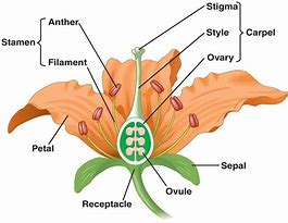 Image result for Angio Flower