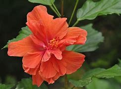 Image result for Orange Tulip Flower