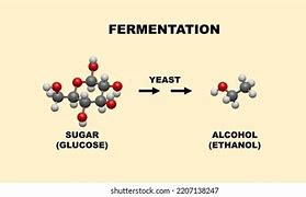 Image result for Yeast Cell Fermentation Alcohol