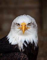 Image result for Eagle Portrait