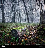 Image result for Log Covered in Moss