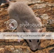 Image result for Fuzzies Mice