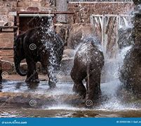 Image result for Elephants Playing in Water