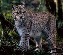 Image result for Rode Lynx