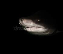 Image result for Black Shark Deep Water