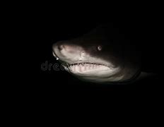 Image result for Shark in Deep Water