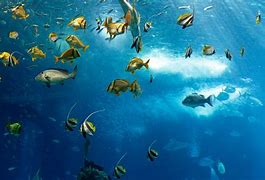 Image result for Ocean Mammals Animals