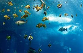 Image result for Ocean Ecosystem Animals