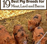 Image result for Pig Breeds for Meat