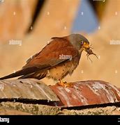 Image result for Kestrel Beak