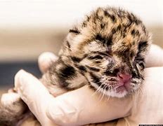 Image result for Clouded Leopard Babies