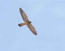 Image result for lesser kestrel habitat