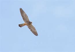 Image result for Lesser Kestrel