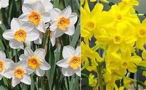 Image result for March Flower