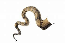 Image result for Blunt Tail Snake