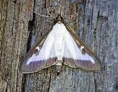 Image result for Box Tree Moth Eggs QTY