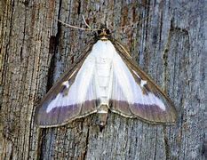 Image result for Box Tree Moth Insecticide