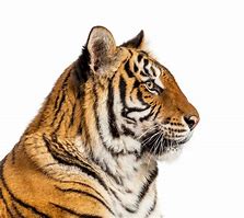 Image result for Tiger Head Shape Side