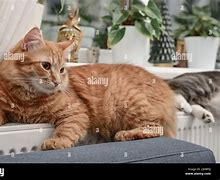 Image result for Ginger Cat with Amber Eyes