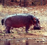 Image result for Hippo On Land