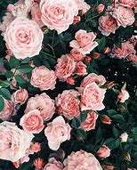 Image result for Cute Pastel Pink Aesthetic Flowers