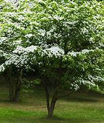 Image result for Kousa Dogwood