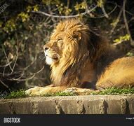 Image result for Spanish Lion