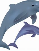 Image result for Free Dolphin