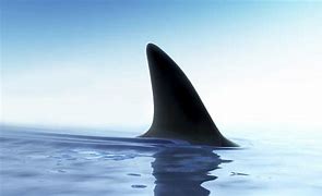 Image result for Fins Up Shark