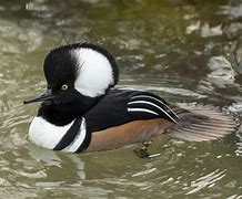 Image result for Hooded Merganser Duck Drawing