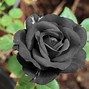 Image result for Black Rose Pic