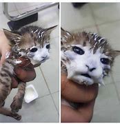 Image result for Cat with Milk Face