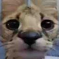 Image result for Serval Cat Meow