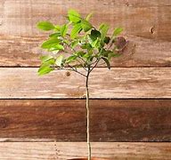 Image result for Mini Lemon Tree Indoor