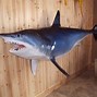 Image result for Shark Mount