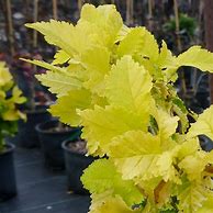 Image result for Ulmus Hollandica