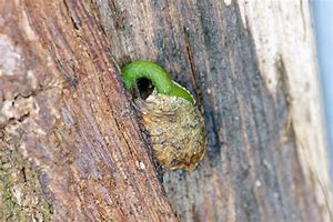 Image result for Mistletoe Seeds