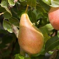 Image result for 16 Pears