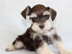 Image result for Liver Tan Schnauzer