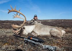 Image result for Labrador Caribou