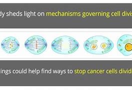 Image result for Dividing Cell and Non-Dividing Cells