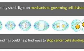 Image result for Dividing Cell and Non-Dividing Cells