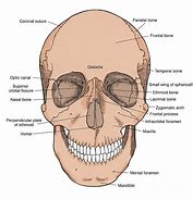 Image result for Anterior Skull Bone Anatomy