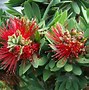 Image result for Dwarf Bottlebrush Shrubs Plants