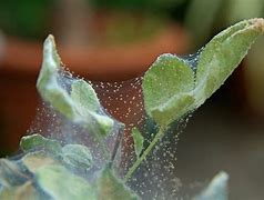 Image result for Yellow Spider Mites