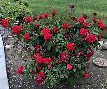 Image result for How to Plant Rose Bushes