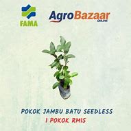 Image result for Pokok Jambu Batu