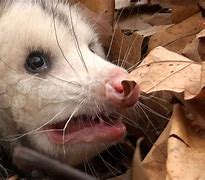 Image result for Possum Tongue